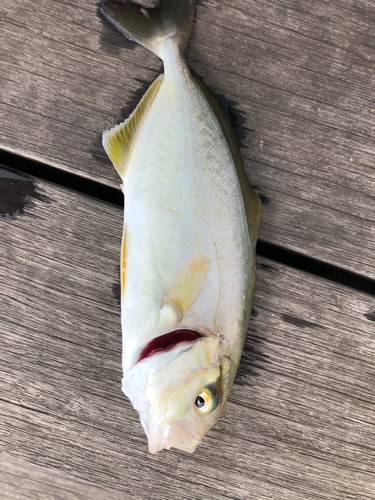 イワシの釣果