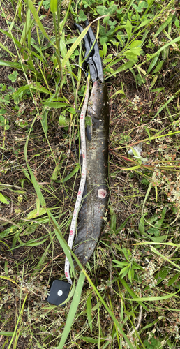 ナマズの釣果