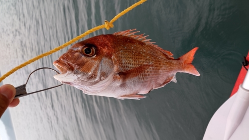 マダイの釣果