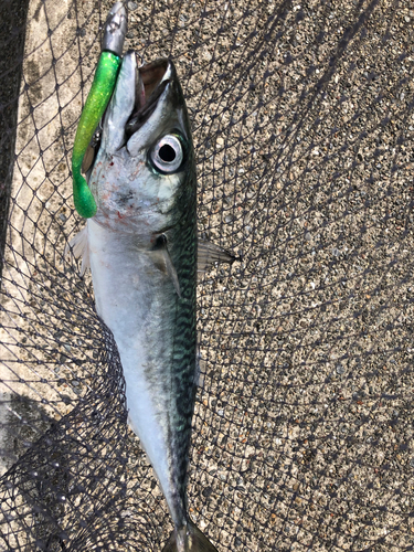 サバの釣果