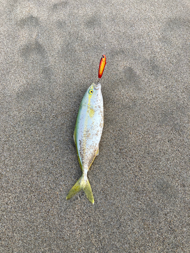 ワカシの釣果