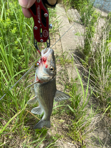 ニゴイの釣果