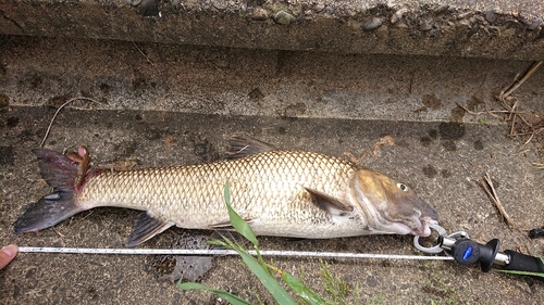 コイの釣果