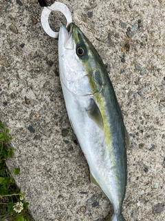 イナダの釣果