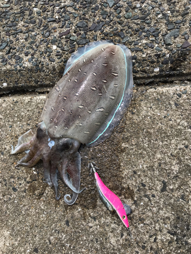 モンゴウイカの釣果