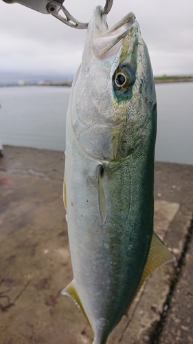 イナダの釣果