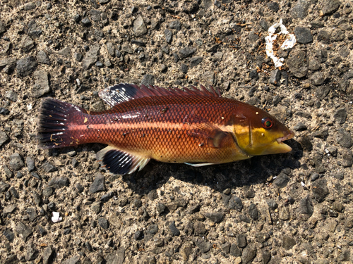 コブダイの釣果