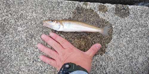 シロギスの釣果