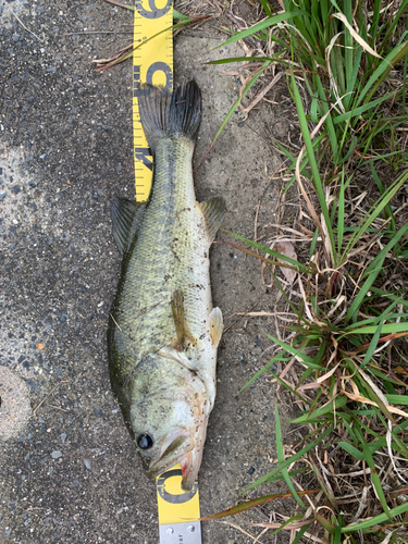 ブラックバスの釣果