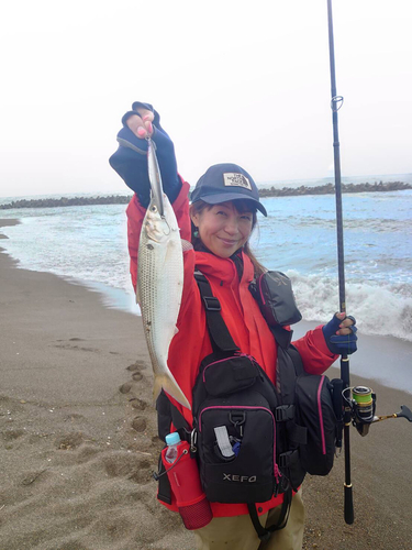 コノシロの釣果