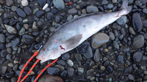 ホッケの釣果