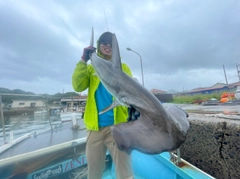 ハンマーヘッドシャークの釣果