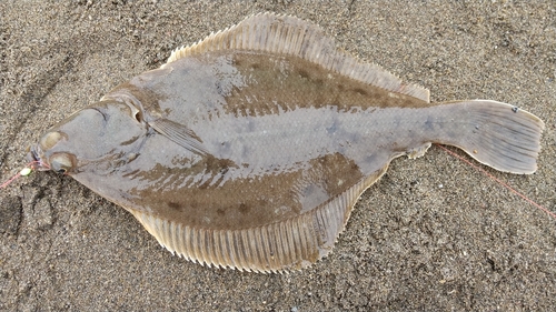 カレイの釣果