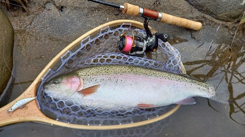 ニジマスの釣果