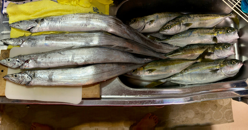 イナダの釣果