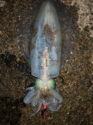 ミズイカの釣果