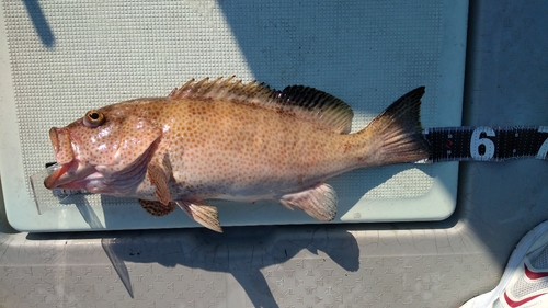 オオモンハタの釣果