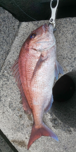 マダイの釣果