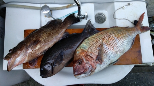 メジナの釣果