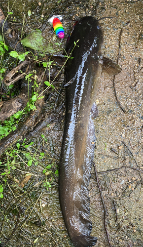 ナマズの釣果