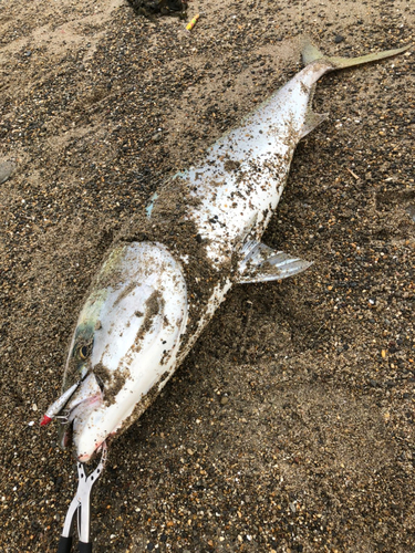 ブリの釣果