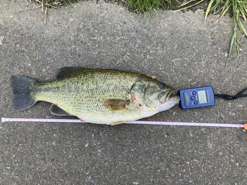 ブラックバスの釣果