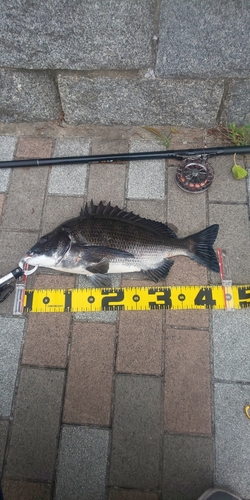 クロダイの釣果