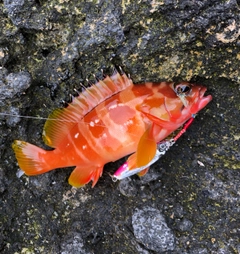 アカハタの釣果