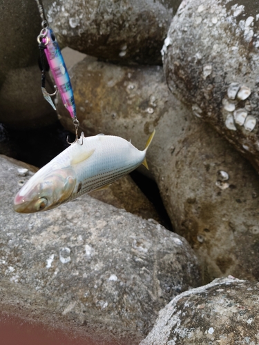 コノシロの釣果