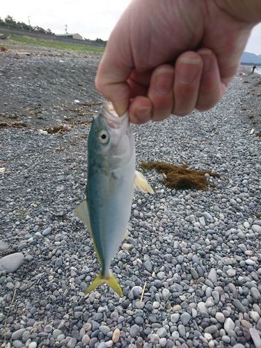 ワカシの釣果