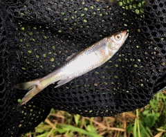 カワムツの釣果