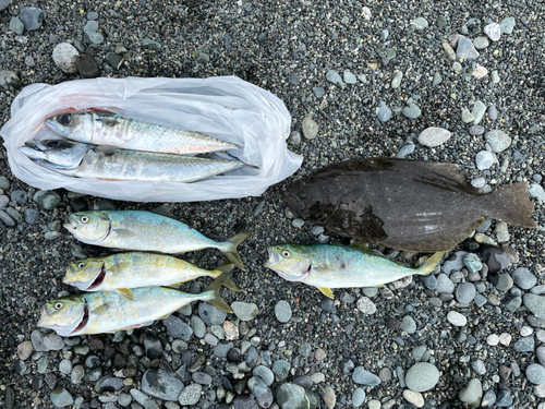 サバの釣果