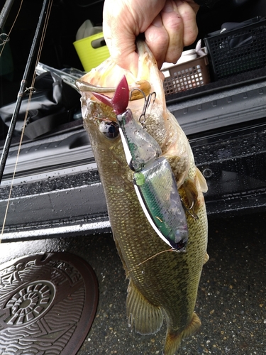 ブラックバスの釣果