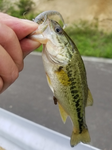 ラージマウスバスの釣果