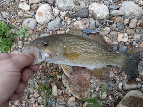 スモールマウスバスの釣果