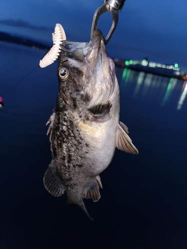 ソイの釣果