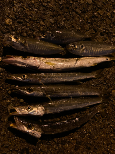 カマスの釣果