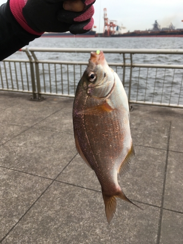 ウミタナゴの釣果