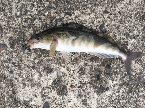 ホッケの釣果