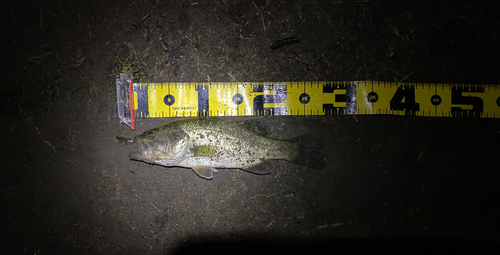 ブラックバスの釣果