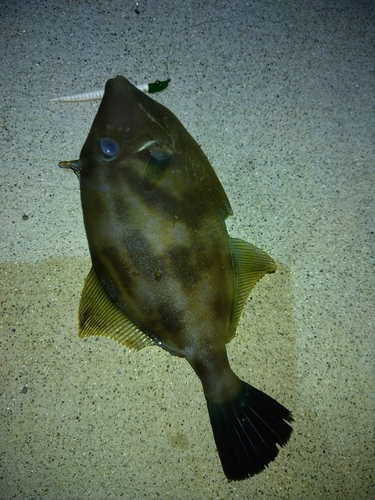 ウマヅラハギの釣果