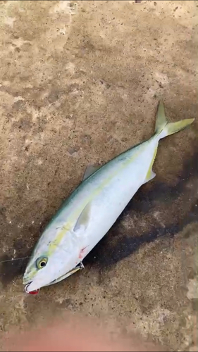 イナダの釣果