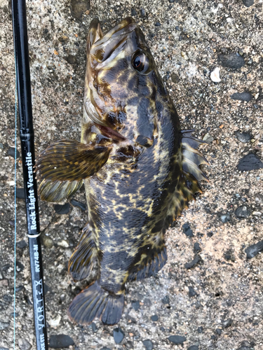 タケノコメバルの釣果