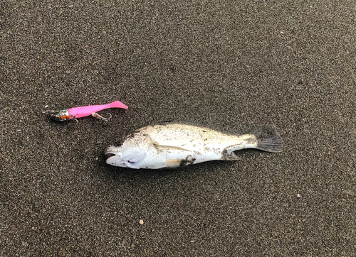 イシモチの釣果