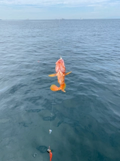 アカハタの釣果