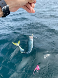 ワカシの釣果