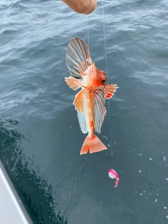 ホウボウの釣果