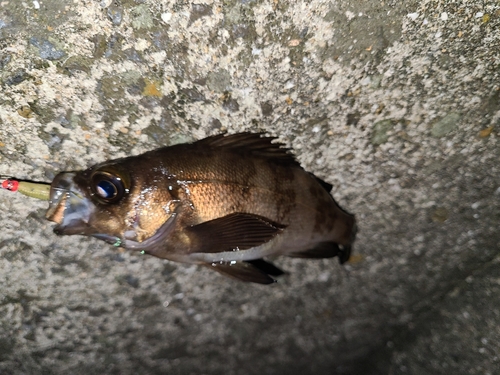 シロメバルの釣果