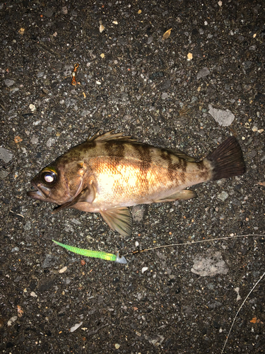 メバルの釣果