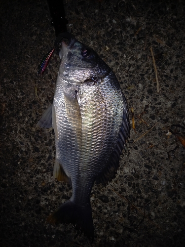 キビレの釣果